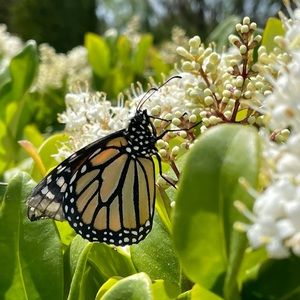 Meet your Posher, Sabine